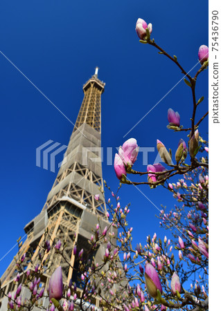 玉蘭花和艾菲爾鐵塔,法國巴黎,攝於2021年3月 玉蘭花和艾菲爾鐵塔,法國巴黎,攝於2021年3月 75436790