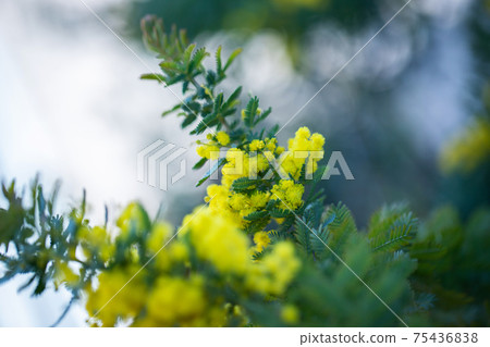 Mimosa (Acacia) Mimosa (Acacia) 75436838