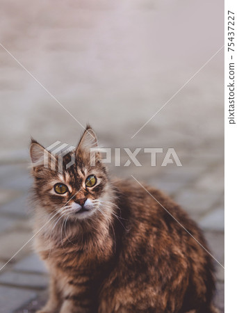 Beautiful braun fluffy wool cat with different color eyes on the street. Beautiful braun fluffy wool cat with different color eyes on the street. 75437227