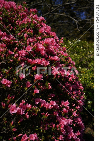 杜鵑花(淺粉紅色) 杜鵑花(淺粉紅色) 75437501