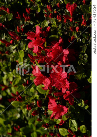 Azalea (red) 75437554