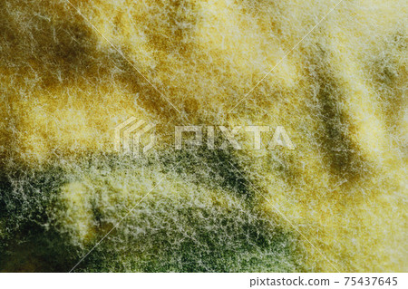 yellow mold background, macro view 75437645