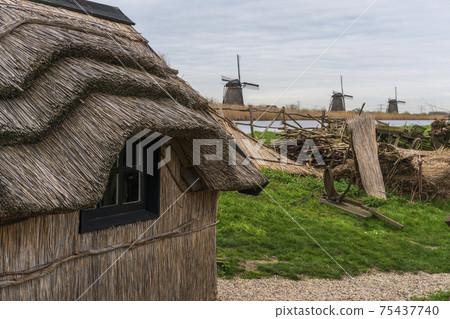 Thatched Roof of Traditional old Hut in Scenic Kinderdijk area of ponds, fields and windmills Thatched Roof of Traditional old Hut in Scenic Kinderdijk area of ponds, fields and windmills 75437740