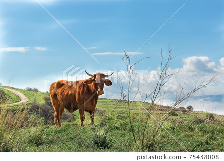 big bull in northern meadows big bull in northern meadows 75438008