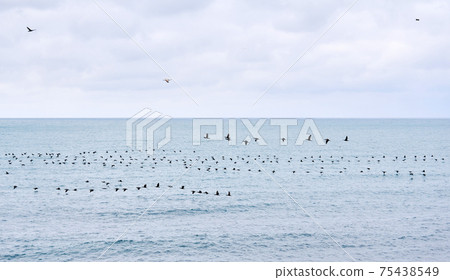 seascape with a flock of migratory birds flying low over the water 75438549