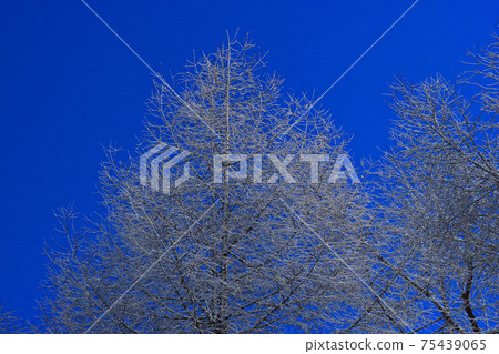  Foggy ice 75439065