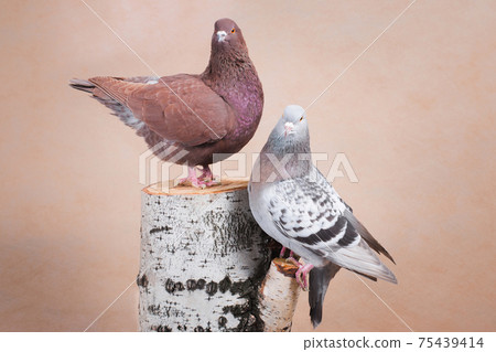Two pigeons on the birch stump, one above the other Two pigeons on the birch stump, one above the other 75439414