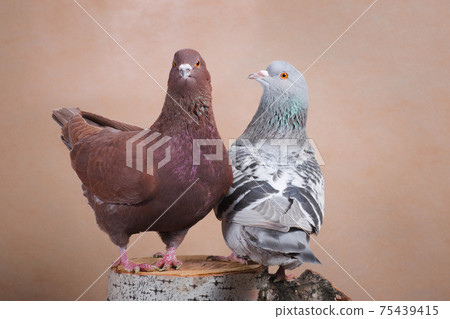 Two proud doves, brown and blue, sit on the stump Two proud doves, brown and blue, sit on the stump 75439415