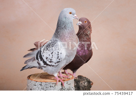 A pair of pigeons, blue and brown, sit on the stump A pair of pigeons, blue and brown, sit on the stump 75439417