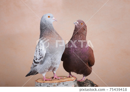 Blue and brown pigeons look at each other Blue and brown pigeons look at each other 75439418
