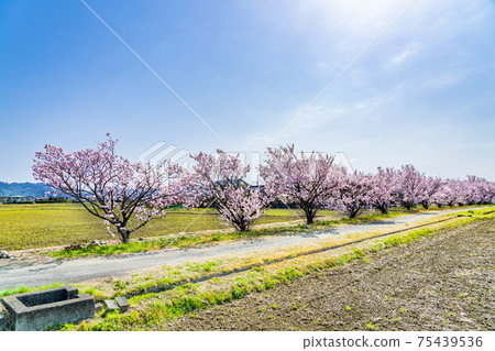 Spring in Japan Minamiashigara, Kanagawa Early-blooming spring cherry blossoms 75439536