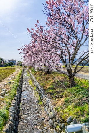 Spring in Japan Minamiashigara, Kanagawa Early-blooming spring cherry blossoms 75439537