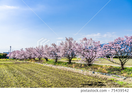 Spring in Japan Minamiashigara, Kanagawa Early-blooming spring cherry blossoms 75439542
