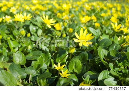 Ficaria Verna Yellow Flowers 75439857