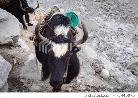 Yaks return from Everest Base Camp, Himalayas, Nepal Yaks return from Everest Base Camp, Himalayas, Nepal 75440070