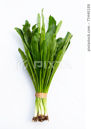 Culantro or sawtooth coriander on white. Culantro or sawtooth coriander on white. 75440189