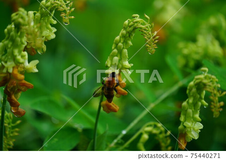 A tiger bumblebee sucking the honey of a weeping cowpea A tiger bumblebee sucking the honey of a weeping cowpea 75440271