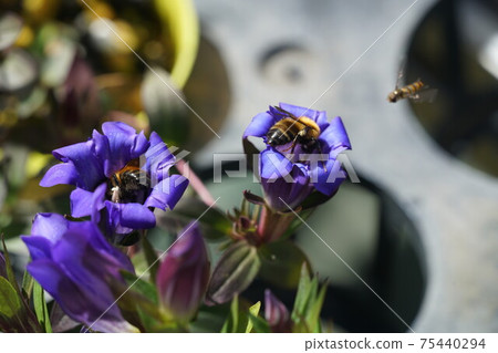 Tiger bumblebee sucking the nectar of Japanese bellflower Tiger bumblebee sucking the nectar of Japanese bellflower 75440294