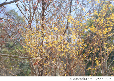 Witch hazel flower Witch hazel flower 75440896