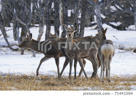 Herd of female sika deer Herd of female sika deer 75441094