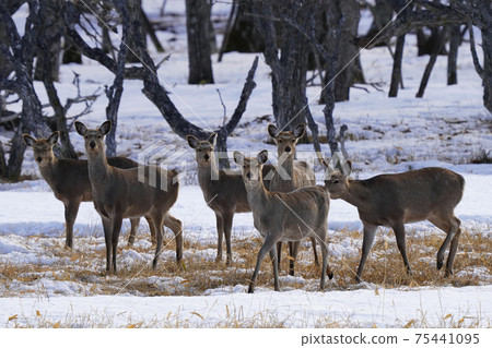 Herd of female sika deer Herd of female sika deer 75441095