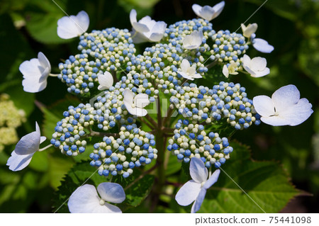 藍色額頭繡球 藍色額頭繡球 75441098