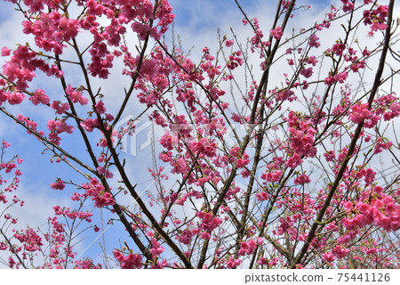 Scarlet cherry blossoms bloom Scarlet cherry blossoms bloom 75441126