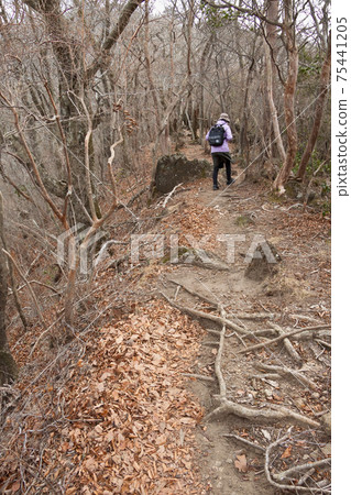 Kurinodake mountain trail and trampled tree roots 75441205