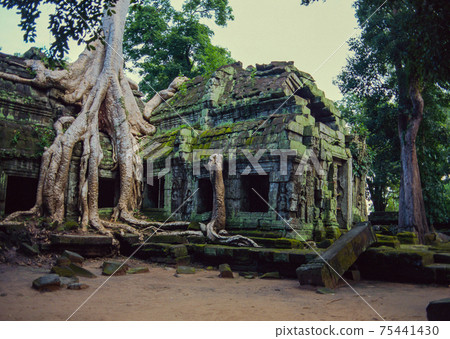 Taprom Temple with Tree 75441430
