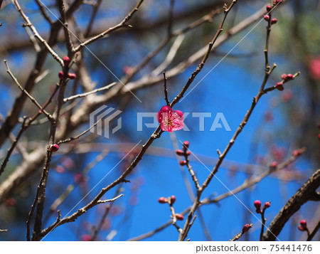 紅色李子和紅色珩科鳥 紅色李子和紅色珩科鳥 75441476