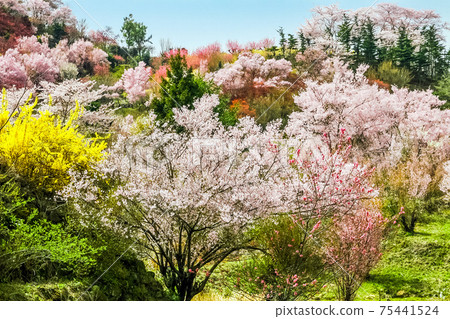 Hanamiyama Park 1 75441524