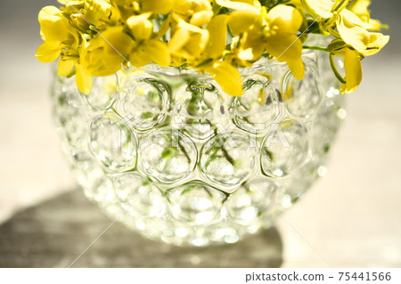 Simple rape blossom background material 75441566