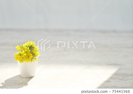 Simple rape blossom background material 75441568
