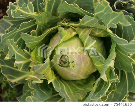 Cabbage heading Cabbage heading 75441630