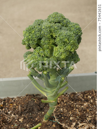 Broccoli at harvest Broccoli at harvest 75441631