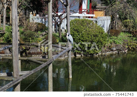 Kameido Tenjin Shrine Gray Heron Kameido Tenjin Shrine Gray Heron 75441743