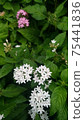 Small flowers 75441836