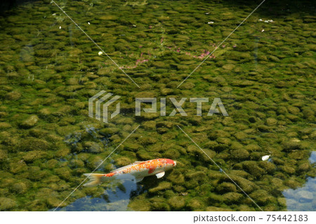 四季走春後樂園 四季走春後樂園 75442183