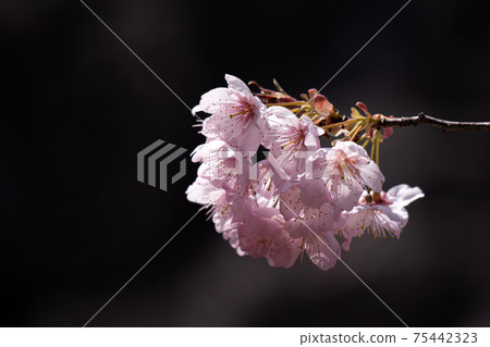Close-up of the first cherry blossoms in full bloom surrounded by the light of early spring 75442323