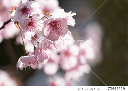 Close-up of the first cherry blossoms in full bloom surrounded by the light of early spring Close-up of the first cherry blossoms in full bloom surrounded by the light of early spring 75442339