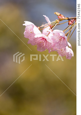 Close-up of the first cherry blossoms in full bloom surrounded by the light of early spring Close-up of the first cherry blossoms in full bloom surrounded by the light of early spring 75442346