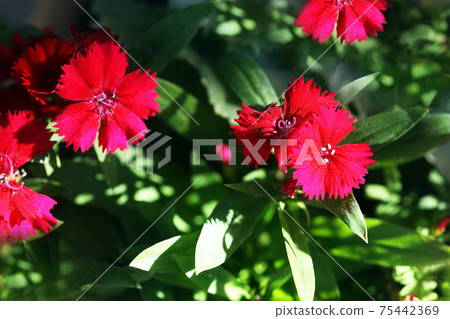 Red flowers of dianthus dianthus Red flowers of dianthus dianthus 75442369