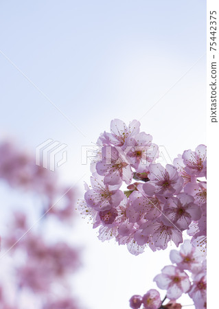 Close-up of the first cherry blossoms in full bloom surrounded by the light of early spring 75442375