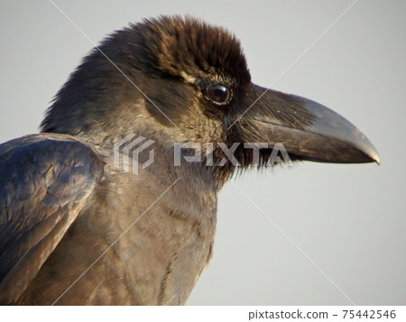 遠處隱約可見的烏鴉 75442546