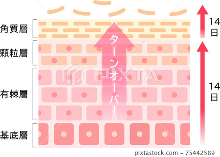 周轉機理皮膚橫斷面圖 75442589