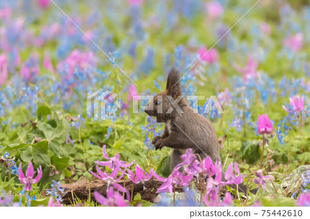 Ezoris和katakuri花 Ezoris和katakuri花 75442610