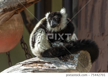 黑執事狐猴的外觀[眼睛不可見] 75442701