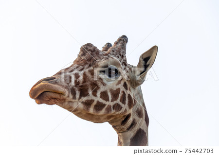 Giraffe's up-face with a mouth-shaped 75442703