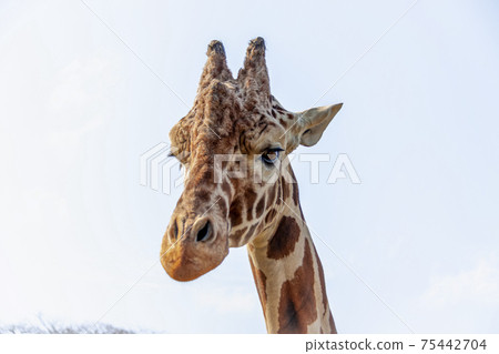 Kirin looking at the lower world with clear eyes 75442704