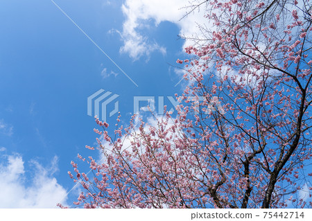 Early blooming first Miyozakura and blue sky copy space Early blooming first Miyozakura and blue sky copy space 75442714